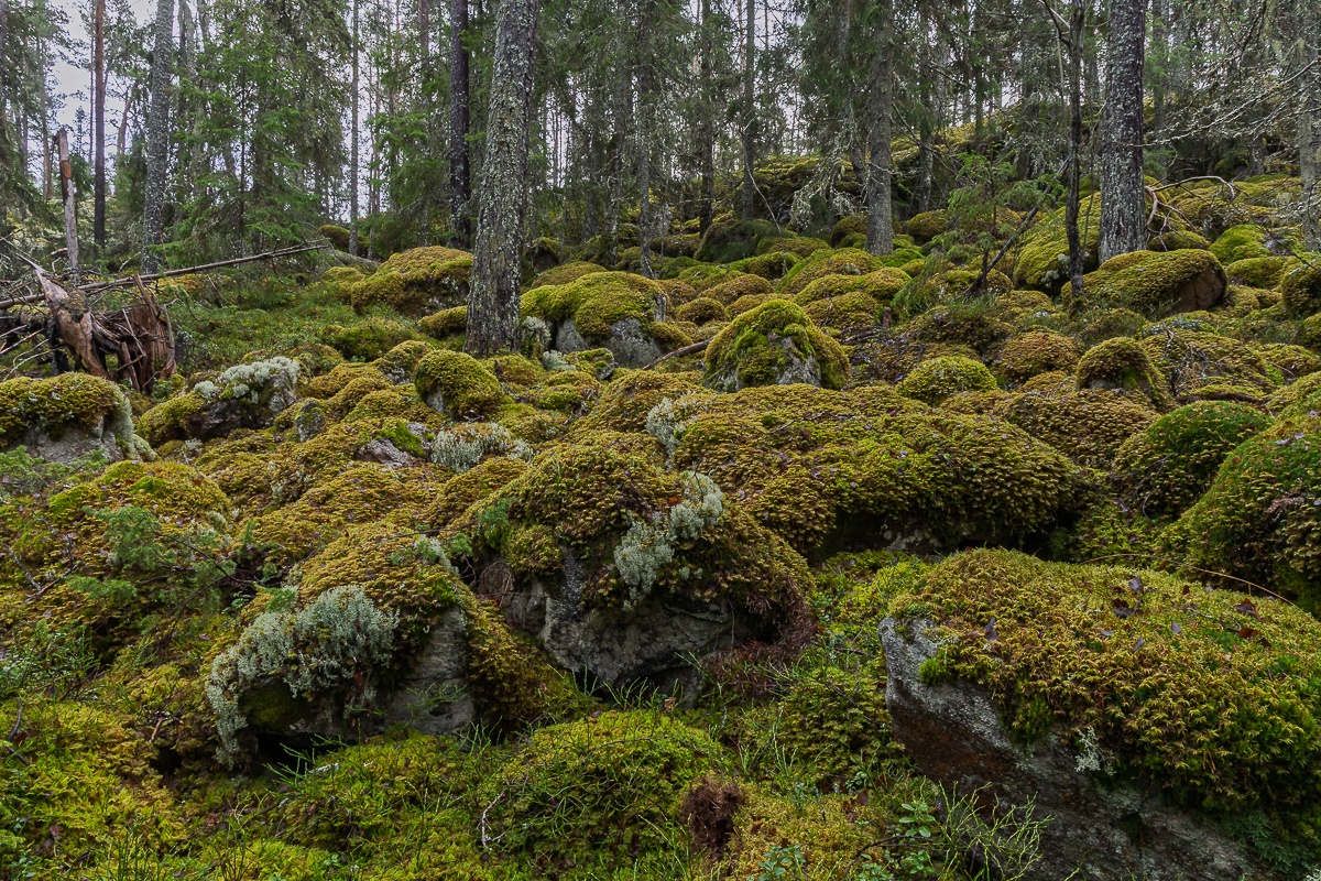 Naturskog?